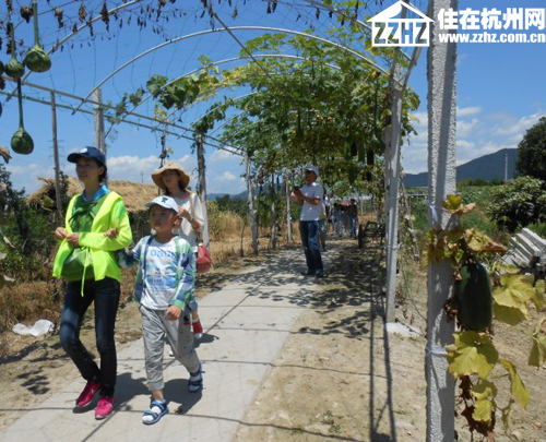 杭州银娱优越会·西溪华府业主游乐桃园 感恩周年甜蜜一夏